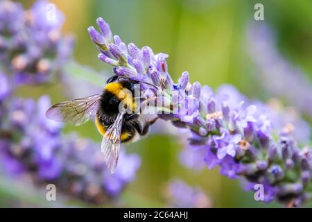 Bumblebee (Bombus) on Lavender (Lavandula) in the garden Stock Photo