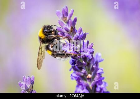 Bumblebee (Bombus) on Lavender (Lavandula) in the garden Stock Photo