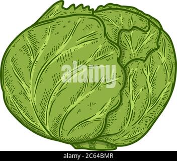 Illustration of cabbage in engraving style. Design element for logo, label, sign, emblem, poster. Vector illustration Stock Vector