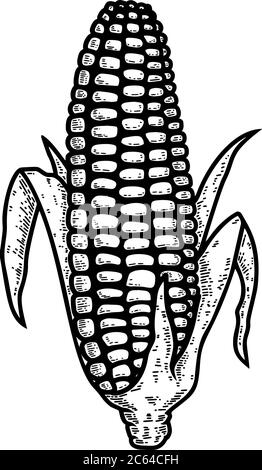 Illustration of ear of corn in engraving style. Design element for logo, label, sign, emblem, poster. Vector illustration Stock Vector