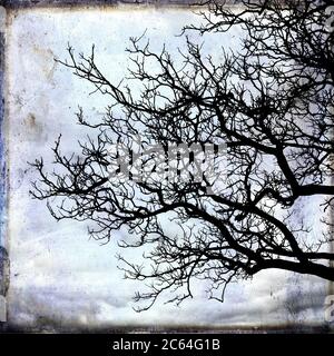 Tree branches in winter Stock Photo