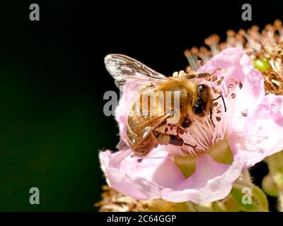 bee on flower of a blackberry Stock Photo