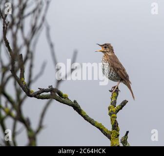 Introduced Song Thrush (Turdus philomelos) in New Zealand. Male singing from exposed perch. Stock Photo