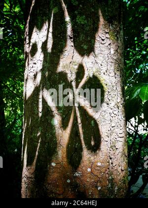Shadows of horse chestnut tree Stock Photo