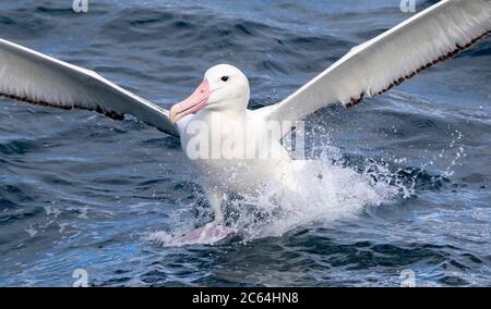 Adult Southern Royal Albatross (Diomedea epomophora) landing on the ocean surface during a chumming session off Chatham Islands, New Zealand. Stock Photo