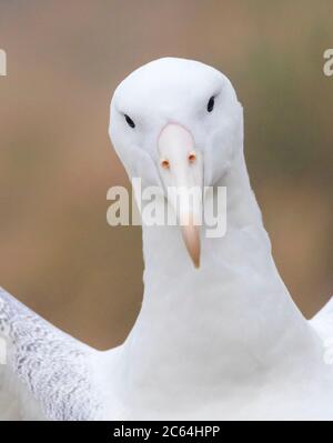 Portrait of an adult Southern Royal Albatross (Diomedea epomophora) on breeding ground on upper parts of Campbell Islands, New Zealand. Stock Photo