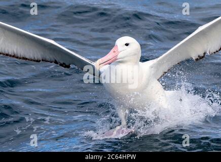 Adult Southern Royal Albatross (Diomedea epomophora) landing on the ocean surface during a chumming session off Chatham Islands, New Zealand. Stock Photo