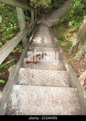 Stewart Island Weka (Gallirallus australis scotti) walking on the board walk in the native forest on Ulva island off Stewart island. Stock Photo