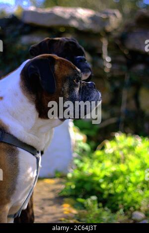 Selective focus shot of a cute dog in a dog shelter Stock Photo - Alamy