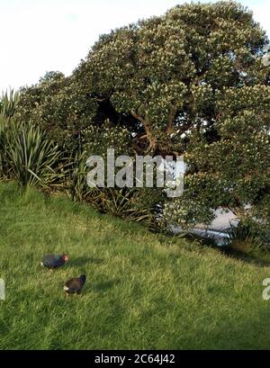 Two South Island Takahe (Porphyrio hochstetteri) in Tawharanui Regional Park, North Island, New Zealand. Stock Photo