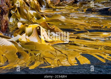 Kelp floating on sea surface next to the shore on The Snares, Subantarctic New Zealand. Stock Photo