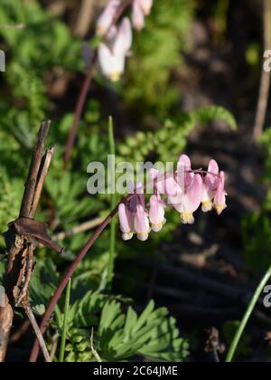 Dutchman's Breeches, or Bleeding Heart (Dicentra cucullaria) in the sunlight with a soft, blurry background. The wildflowers are pink and white. Stock Photo