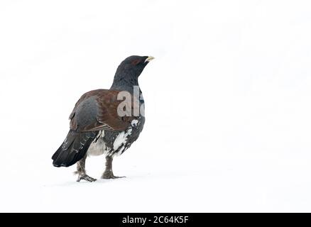 Male Western Capercaillie (Tetrao urogallus) during a cold winter in Northern Finland. Walking away, looking alert over his shoulder. Seen on the back