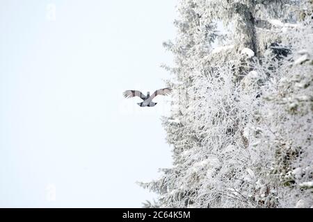 Male Western Capercaillie (Tetrao urogallus) during a cold winter in Northern Finland. Flying away along a frost covered forest edge.