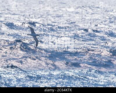 Backlight White-capped Albatross (Thalassarche steadi) flying low over the pacific ocean between the subantarctic Campbell and Auckland islands, New Z Stock Photo