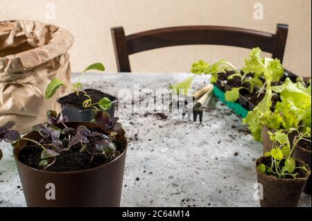 Gardening, planting at home. Little basil, salad and garden tools Stock Photo