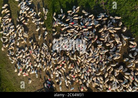 Aerial view of herd of sheep marked with colored paint grazing near a ...