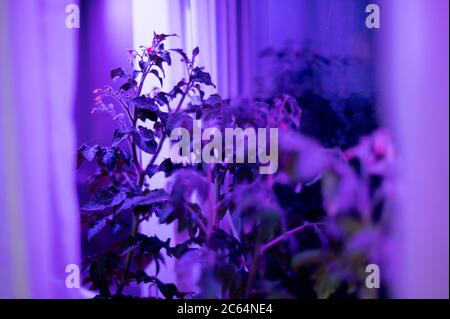 Tomato plants growing under LED hydroponic lights. Phyto light lamps for plants Stock Photo