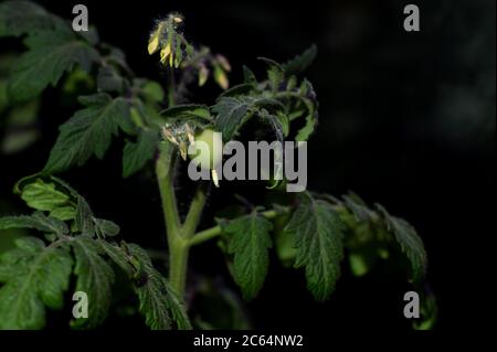 Tomato plants growing under LED hydroponic lights. Tiny little green tomato Stock Photo