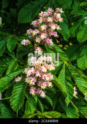 Beautiful spring blooming flowers of the chestnut tree. Stock Photo