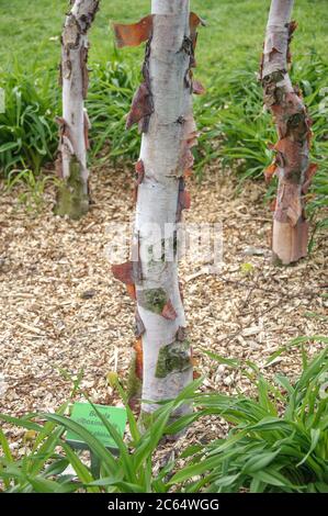 kupfer-birke-betula-albosinensis-var-albosinensis-2c64wgg.jpg
