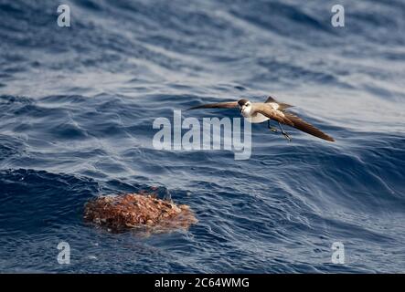 Adult White-faced Storm-Petrel (Pelagodroma marina) during chumming session off Madeira island in the central Atlantic ocean. Hovering individual abov Stock Photo