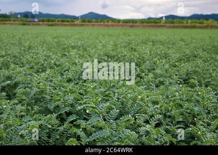 Cicer arietinum agricultural filed Stock Photo