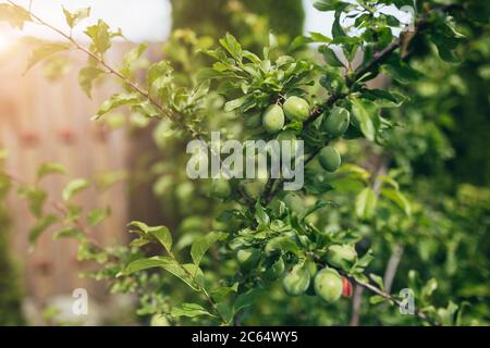 Ripening green plum fruits on a branch in the garden - fresh harvest