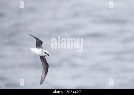 White-headed petrel (Pterodroma lessonii) in flight above the subantarctic pacific ocean near New Zealand. Arcing high above the rough seas.