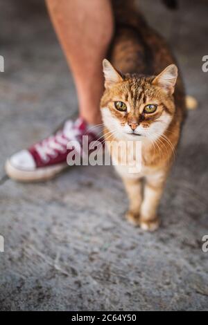 Big beautiful cat eyes of a domestic fluffy cat - stands near the owner Stock Photo