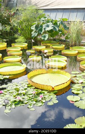 thumbnail image 2 of Chalily Aquatic Plant Fertilizer Tablets - 10-14-8 Formula For Water Lilies & Lotus (60 Tablets) 2 of 12