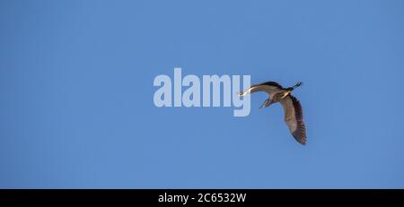 A black-headed heron in flight isolated in a clear blue sky image in horizontal format with copy space Stock Photo