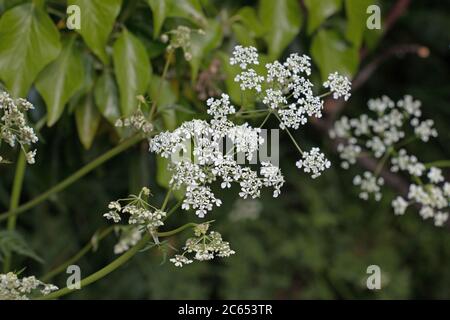 White Cow Parsley, Anthriscus sylvestris also called Wild Chervil, wild Beaked Parsley or Keck blooming in the countryside on a green leaf  background Stock Photo