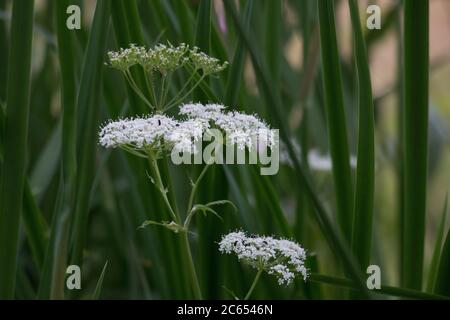 White Cow Parsley flower and seed heads,Anthriscus sylvestris also called Wild Chervil, wild Beaked Parsley or Keck, side view, on a green background Stock Photo