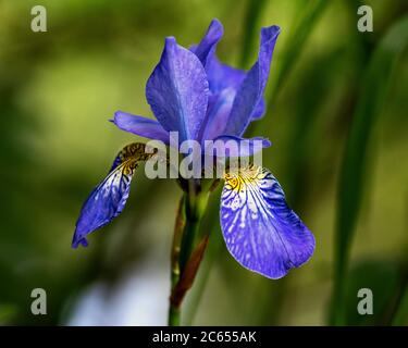 Bright blue iris flower isolated on green background with delicate bokeh from the sunlight in the morning. Close-up. Stock Photo