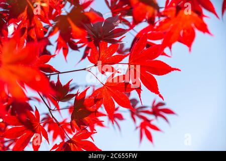 Red colorful autumnal maple leaves, autumn concept Stock Photo