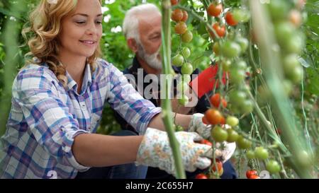 Family working together in greenhouse. Healthy organic food concept Stock Photo