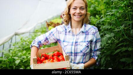 Family working together in greenhouse. Healthy organic food concept Stock Photo