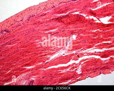 Smooth Muscle Tissue Stock Photo - Alamy