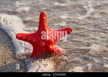Red Sea Star in the sand on the beach Stock Photo
