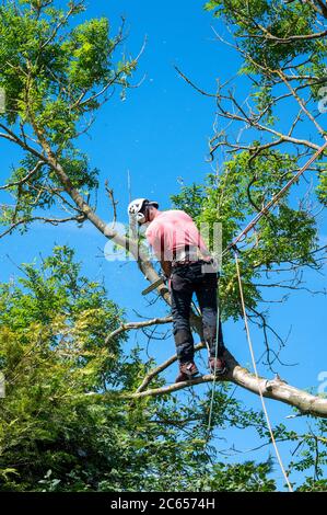 A Tree Surgeon or Arborist using chainsaw and safety ropes when working up a tree. Stock Photo
