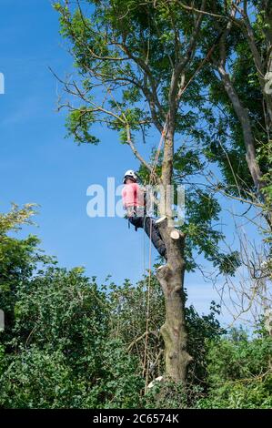 A Tree Surgeon or Arborist working up a tall tree using safety ropes. Stock Photo