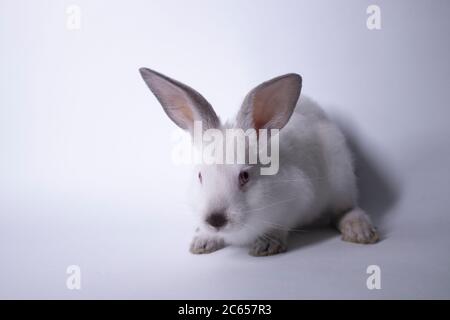 white rabbit, bunny with red eyes on a white background. Isolated. Copy space. High quality photo Stock Photo
