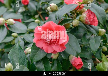 Kamelie Camellia japonica Chandlers Elegans Stock Photo