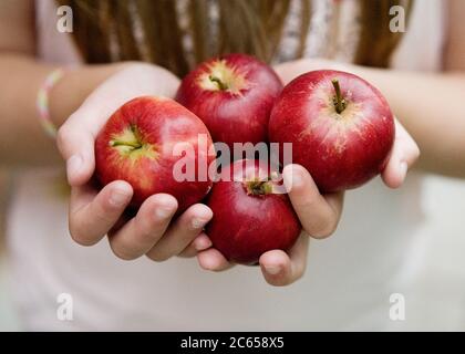 Four red apples held in the palms of two hands. Stock Photo