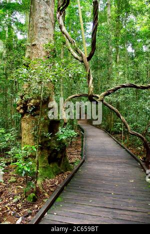 Wonga Vine draped over boardwalk in Mary Cairncross Scenic Reserve Maleny Queensland Stock Photo