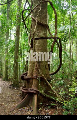 Pandorea pandorana (Wonga vine) encircles buttressed Blackbean tree Mary Cairncross Scenic Reserve Stock Photo