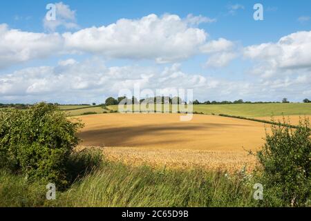 View over farmland landscape with cloud shadow over golden summer barley field Stock Photo