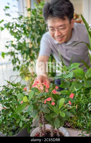 An Asian middle-aged man who smiles while taking care of a flower bed at home. Stock Photo