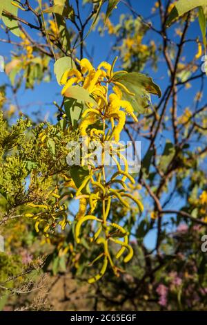 Acacia auriculiformis in the Northern Territory of Australia Stock Photo